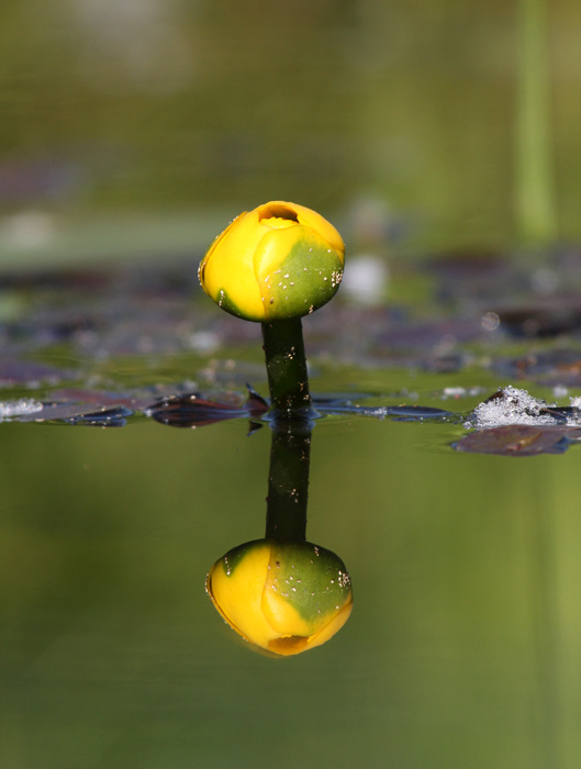 Nuphar lutea